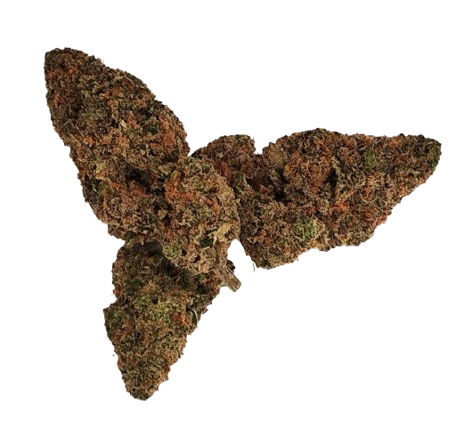 Lemon Venom - 27.78% - Bud - SAPPHIRE FARMS - Hybrid