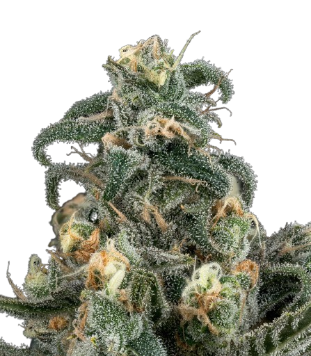 Blue Dream - 24.385% - Bud - RIPE HERB - Hybrid