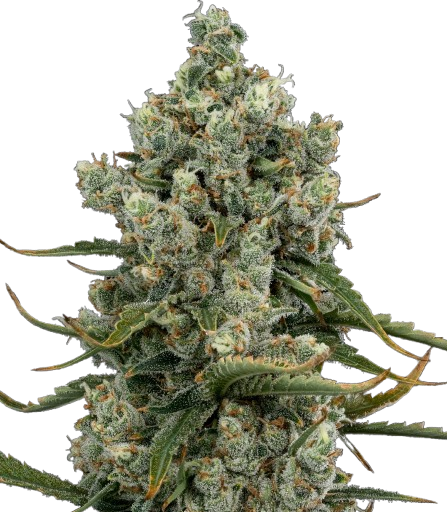 Sunday Driver - 22.168% - Bud - RIPE HERB - Hybrid