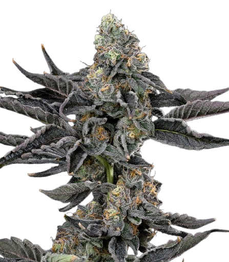 Zoap - 21.485% - Bud - RIPE HERB - Hybrid